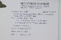 臺灣牛皮消、臺灣白薇藏品圖，第2張