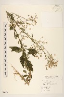 一枝香藏品圖，第1張