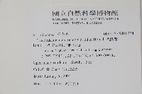 假酸漿藏品圖，第2張