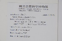 明萼草藏品圖，第2張