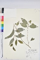交力坪鐵色藏品圖，第1張