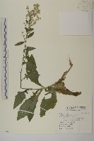薄葉艾納香藏品圖，第1張