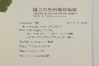 薄葉艾納香藏品圖，第2張