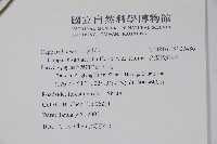 毛瓣蝴蝶木藏品圖，第2張