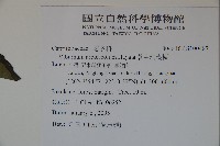 著生珊瑚樹藏品圖，第2張