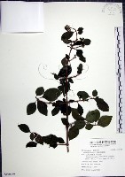 腺果藤、刺藤藏品圖，第1張