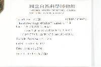 倒吊蓮藏品圖，第2張