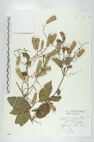 穿山龍藏品圖，第1張