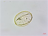 台灣刺蕊草藏品圖，第1張