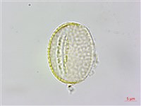 台灣刺蕊草藏品圖，第2張