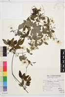 臺灣鐵線蓮藏品圖，第2張