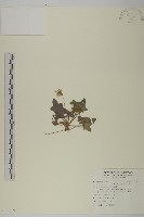 中原氏鬼督郵藏品圖，第1張