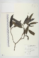 桃葉珊瑚藏品圖，第1張