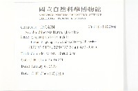 桃葉珊瑚藏品圖，第2張