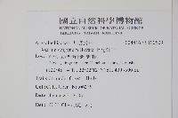 上花細辛藏品圖，第2張