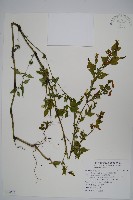 曲莖馬藍藏品圖，第1張