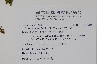 曲莖馬藍藏品圖，第2張