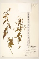 裂葉蔓黃菀藏品圖，第1張