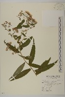 臺灣山白蘭藏品圖，第1張