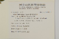 臺灣山白蘭藏品圖，第2張