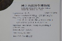 阿里山忍冬、漸尖葉忍冬藏品圖，第2張