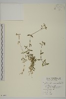 卷耳藏品圖，第1張