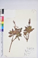 臺灣馬醉木藏品圖，第1張