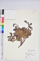 臺灣馬醉木藏品圖，第1張