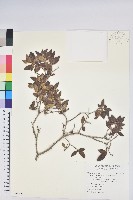 紅毛杜鵑藏品圖，第1張