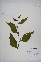 多子漿果莧藏品圖，第1張