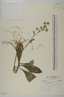 地膽草、毛蓮菜藏品圖，第1張