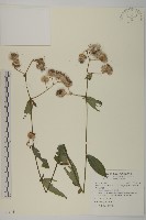 大頭艾納香藏品圖，第1張