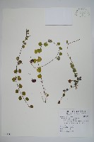 普刺特草藏品圖，第1張