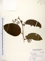 糙莖菝契、疣枝菝契藏品圖，第1張