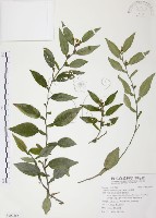 柚葉藤藏品圖，第1張