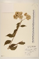 小舌菊、蔓綿菜藏品圖，第1張