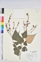 白匏子藏品圖，第1張