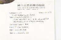 黃鵪菜藏品圖，第2張