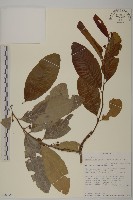 登錄號:S100561藏品圖，第1張