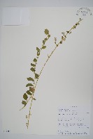 登錄號:S100565藏品圖，第1張