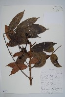 登錄號:S100570藏品圖，第1張