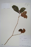 登錄號:S100586藏品圖，第1張