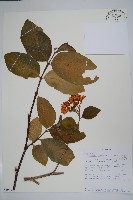 登錄號:S100588藏品圖，第1張