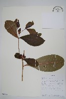 登錄號:S100590藏品圖，第1張
