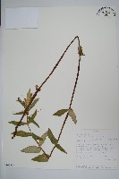 登錄號:S100597藏品圖，第1張