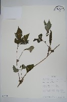 登錄號:S100599藏品圖，第1張