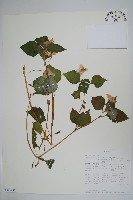 登錄號:S100601藏品圖，第1張