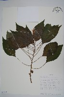 登錄號:S100602藏品圖，第1張