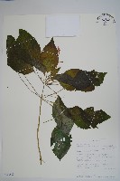 登錄號:S100603藏品圖，第1張