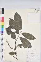 登錄號:S100611藏品圖，第1張